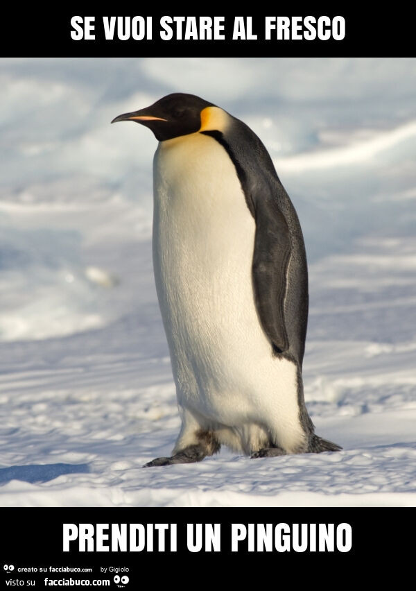 Se vuoi stare al fresco prenditi un pinguino
