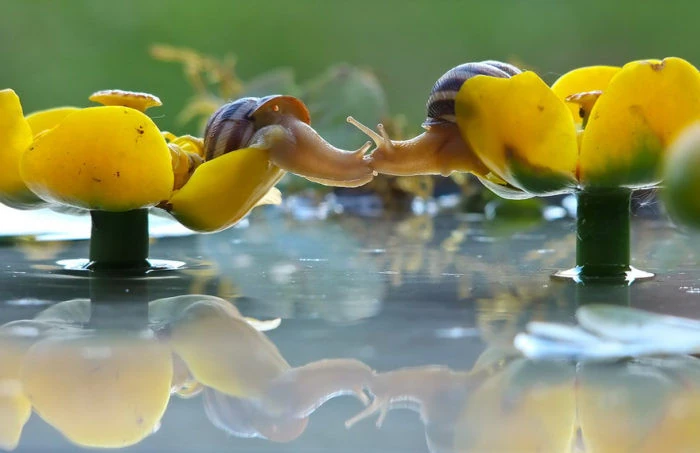 Fotografia di 2 lumache che riescono a baciarsi su 2 fiori immersi nell'acqua