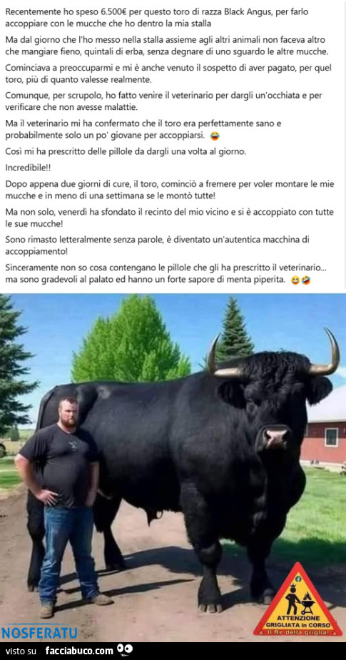 Recentemente ho speso 6.500€ per questo toro di razza Black Angus