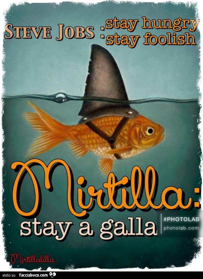 Stay a galla