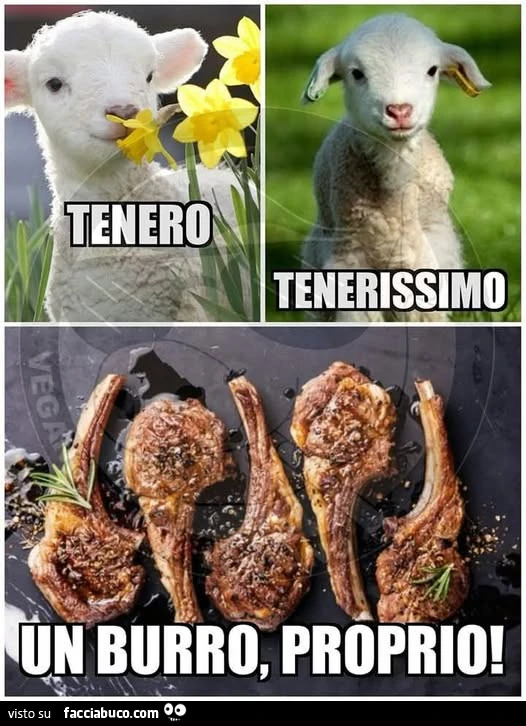 Vaccata