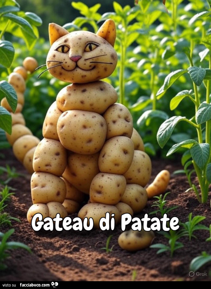 Vaccata