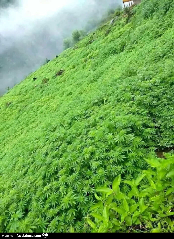 La cannabis cresce naturalmente sull'Himalaya