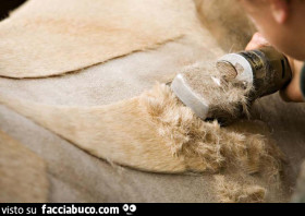 Vaccata