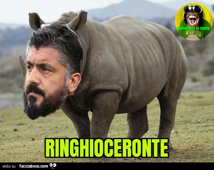 Ringhioceronte gattuso