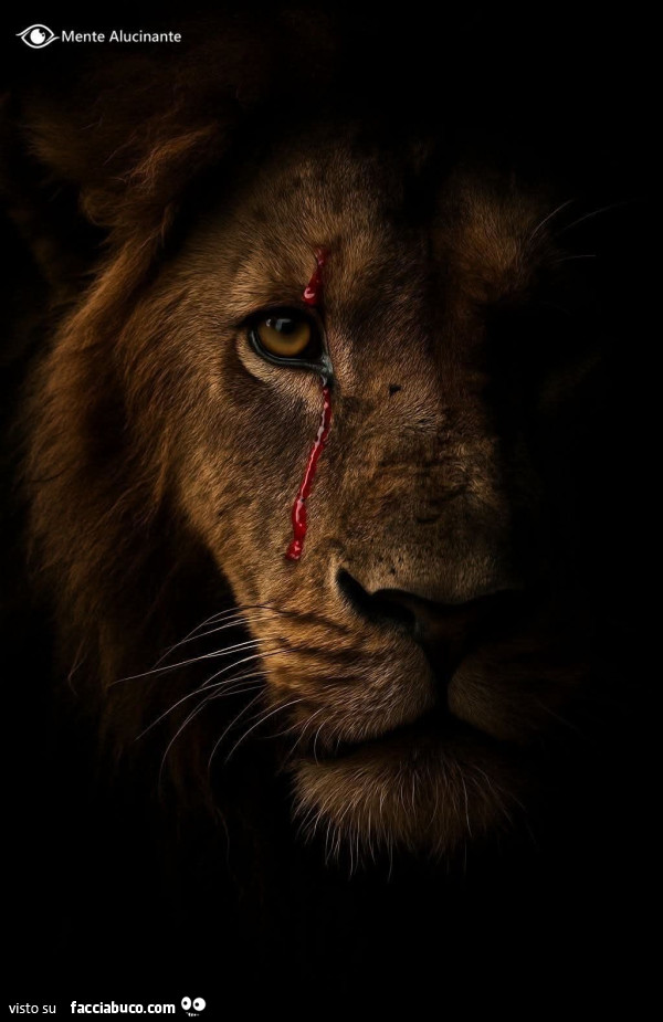 Leone che sanguina