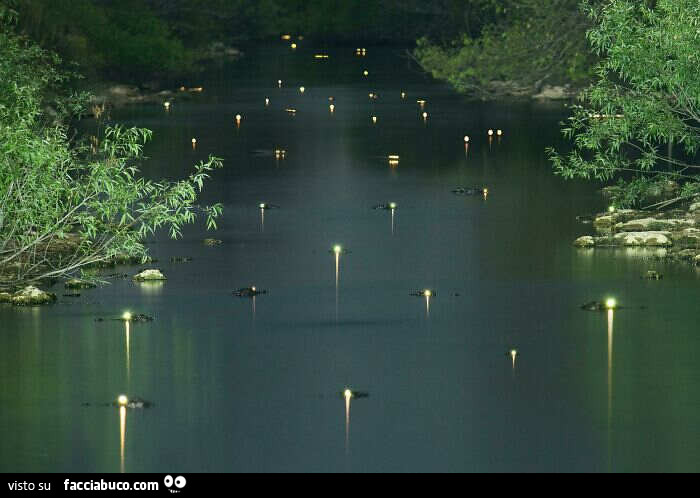 Stupenda foto degli occhi degli alligatori che luccicano e scintillano nella notte delle Everglades in Florida