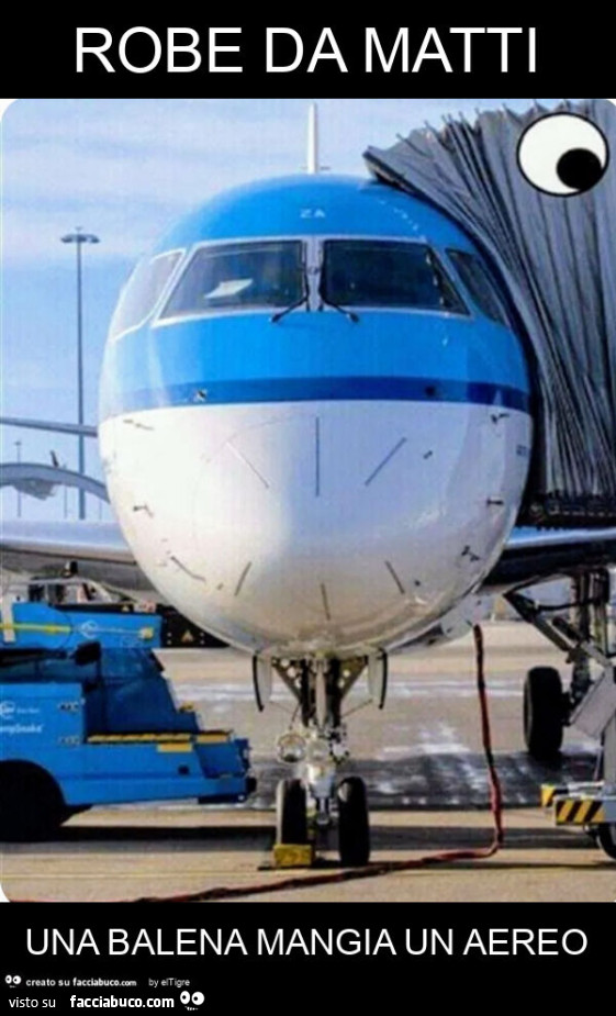 Robe da matti una balena mangia un aereo