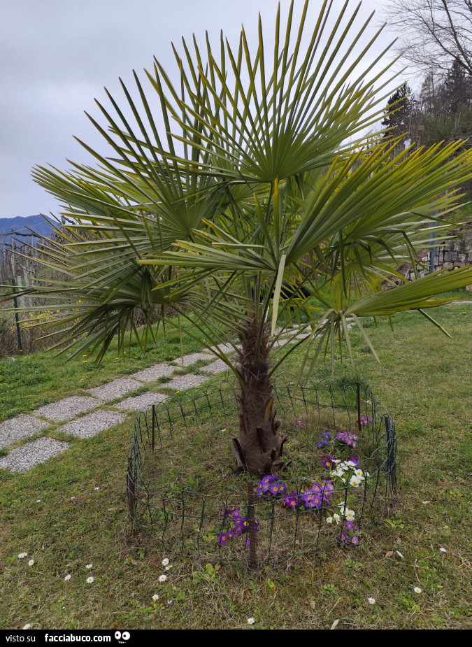 Vaccata