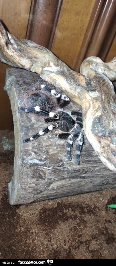 Vaccata