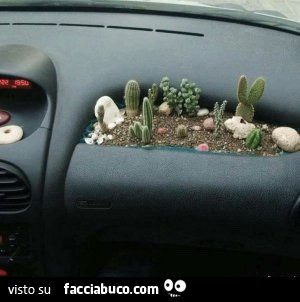 Vaccata