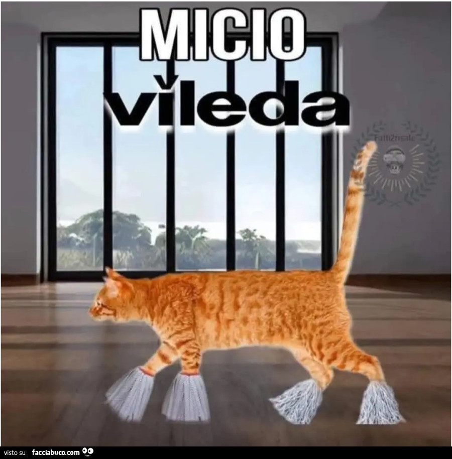 Micio mocio