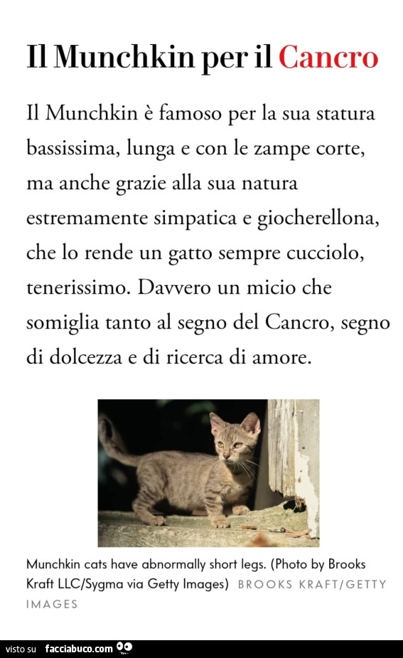 Il munchkin per il cancro. Il munchkin è famoso per la sua statura bassissima, lunga e con le zampe corte, ma anche grazie alla sua natura estremamente simpatica e giocherellona, che lo rende un gatto sempre cucciolo, tenerissimo