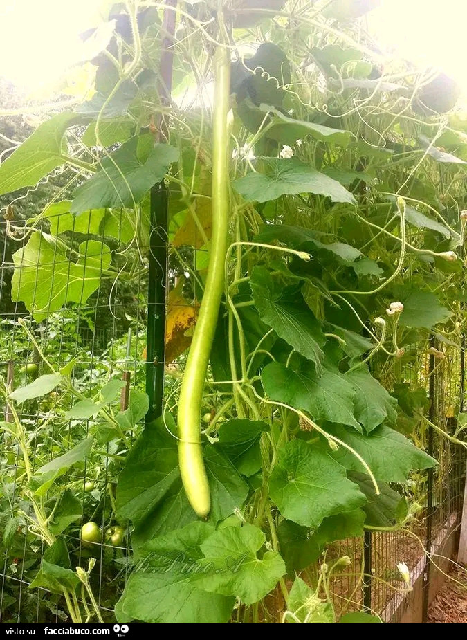 Tenerumi e zucchine
