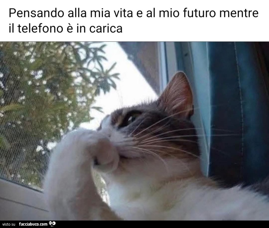 Pensando alla mia vita e al mio futuro mentre il telefono è in carica gatto