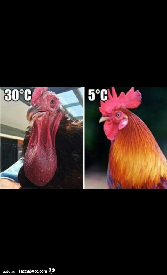 Gallo a 30 gradi e a 5 gradi