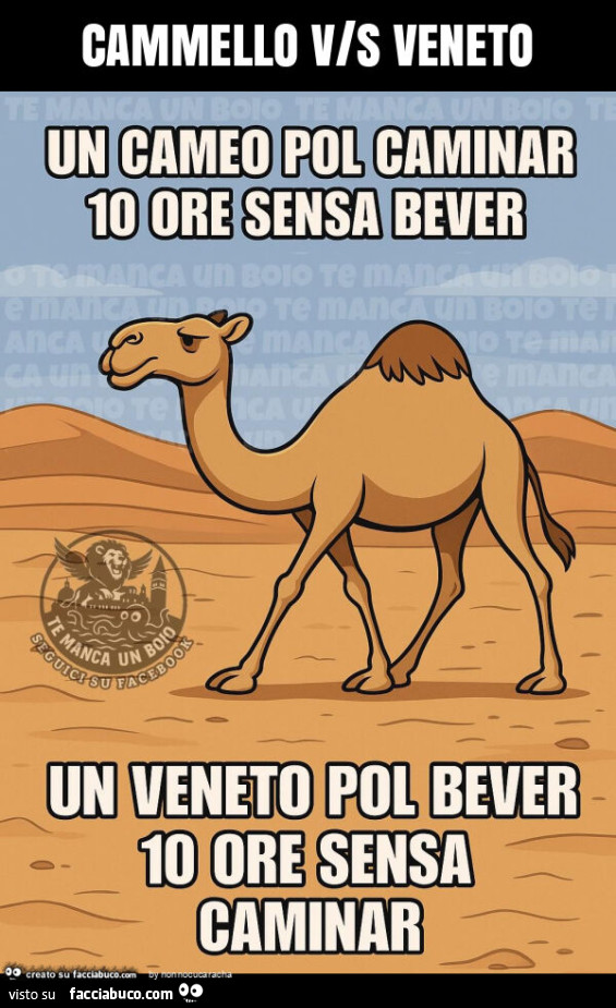 Cammello v/s veneto
