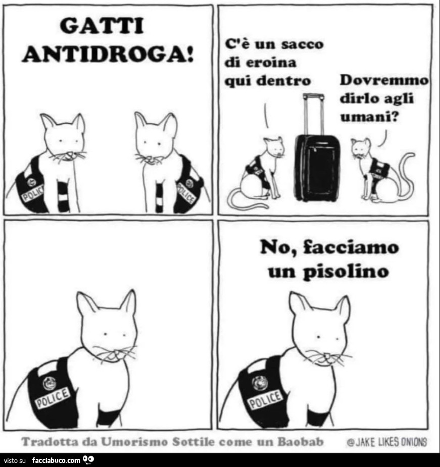 Gatti antidroga. C'è un sacco di eroina qui dentro dovremmo dirlo agli umani? No, facciamo un pisolino