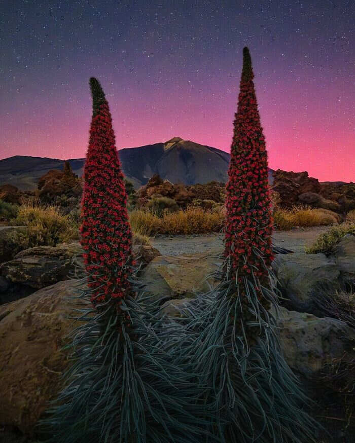 Aurora boreale al parco nazionale del Teide a Tenerife in Spagna