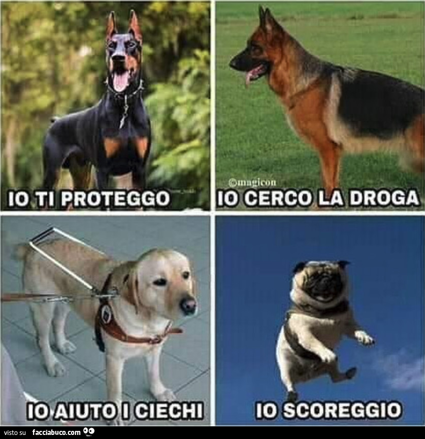 Vaccata