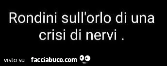 Rondini sull'orlo di una crisi di nervi
