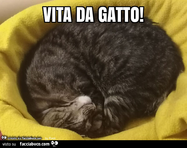 Vita da gatto