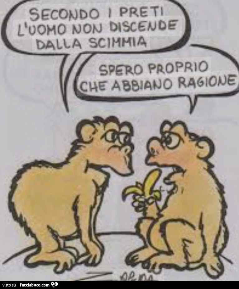 Scimmia