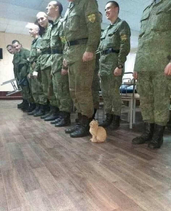 Foto ironica di militari nel momento dellappello mattutino in camerata con gatto arruolato