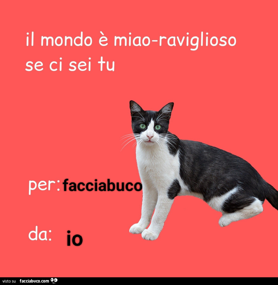 Il mondo è miao-raviglioso se ci sei tu