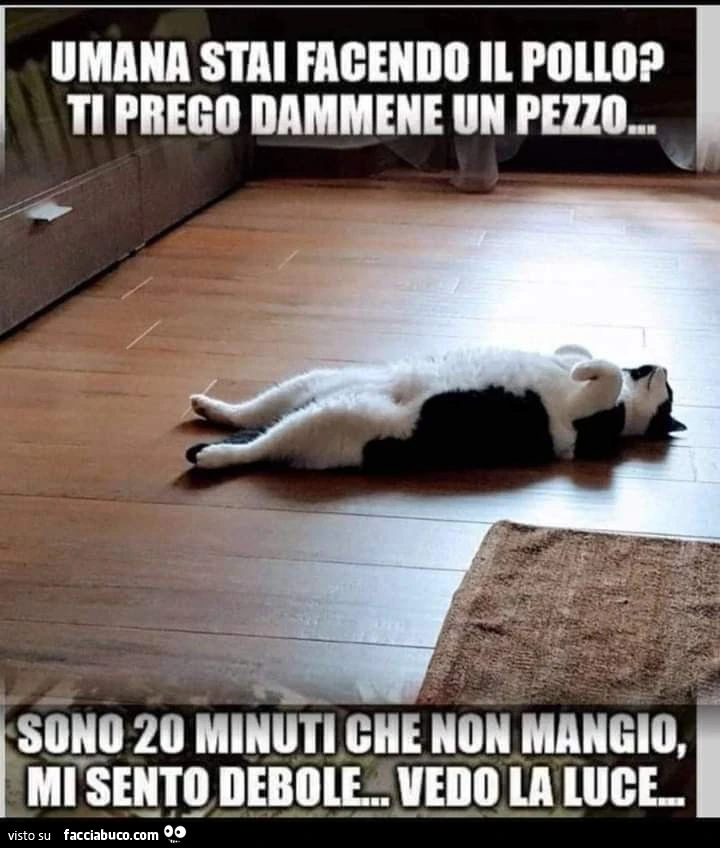Vaccata