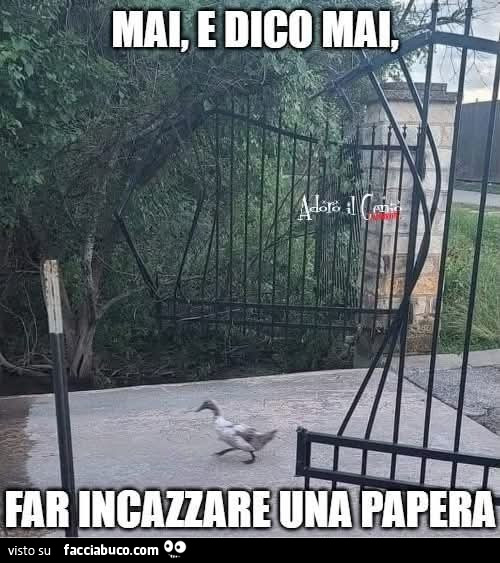 Vaccata