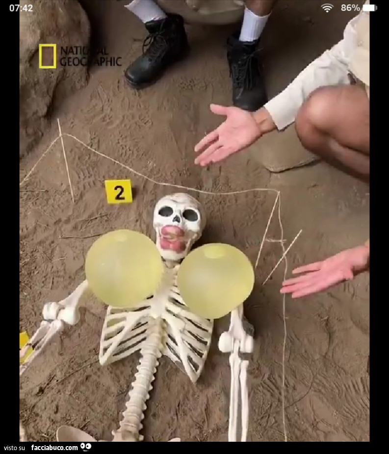 Vaccata