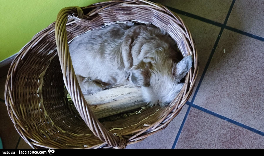 Vaccata