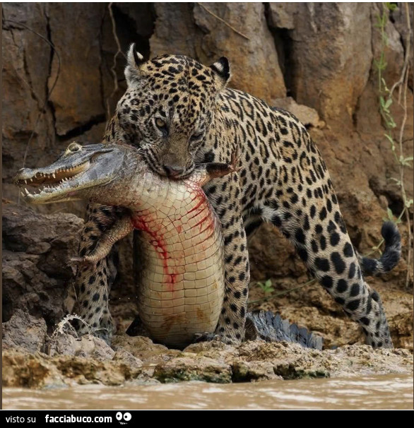 Vaccata